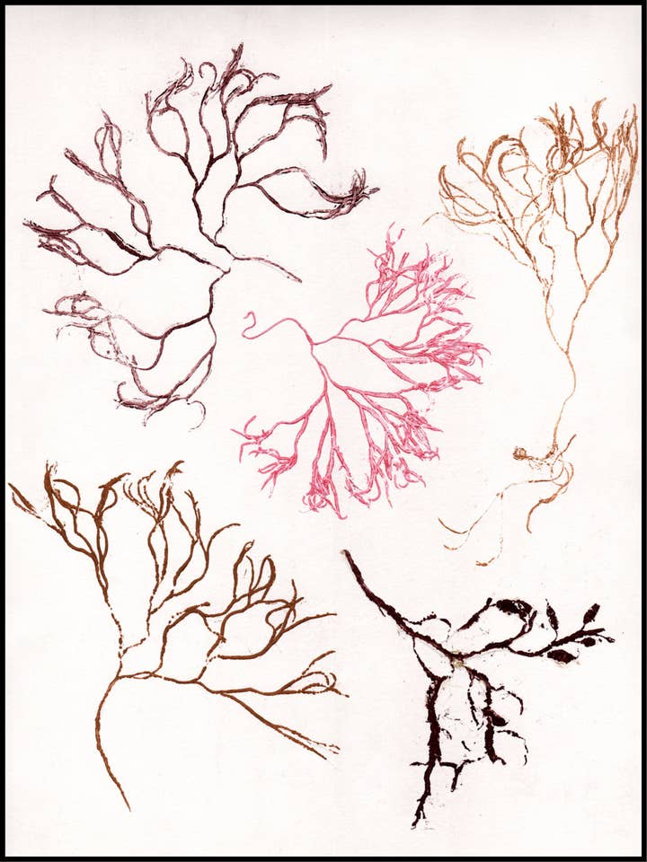 Algae Multi for wholesale by Pernille Folcarelli USA