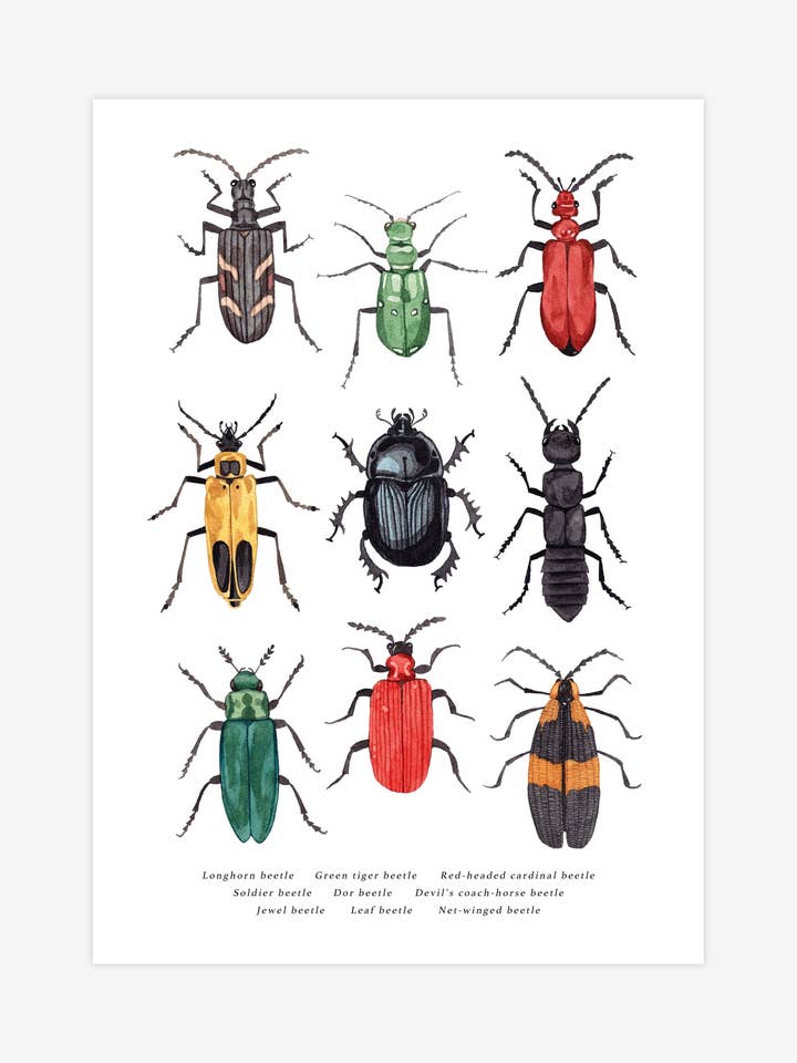 Beetles Print for wholesale by Katrina Sophia