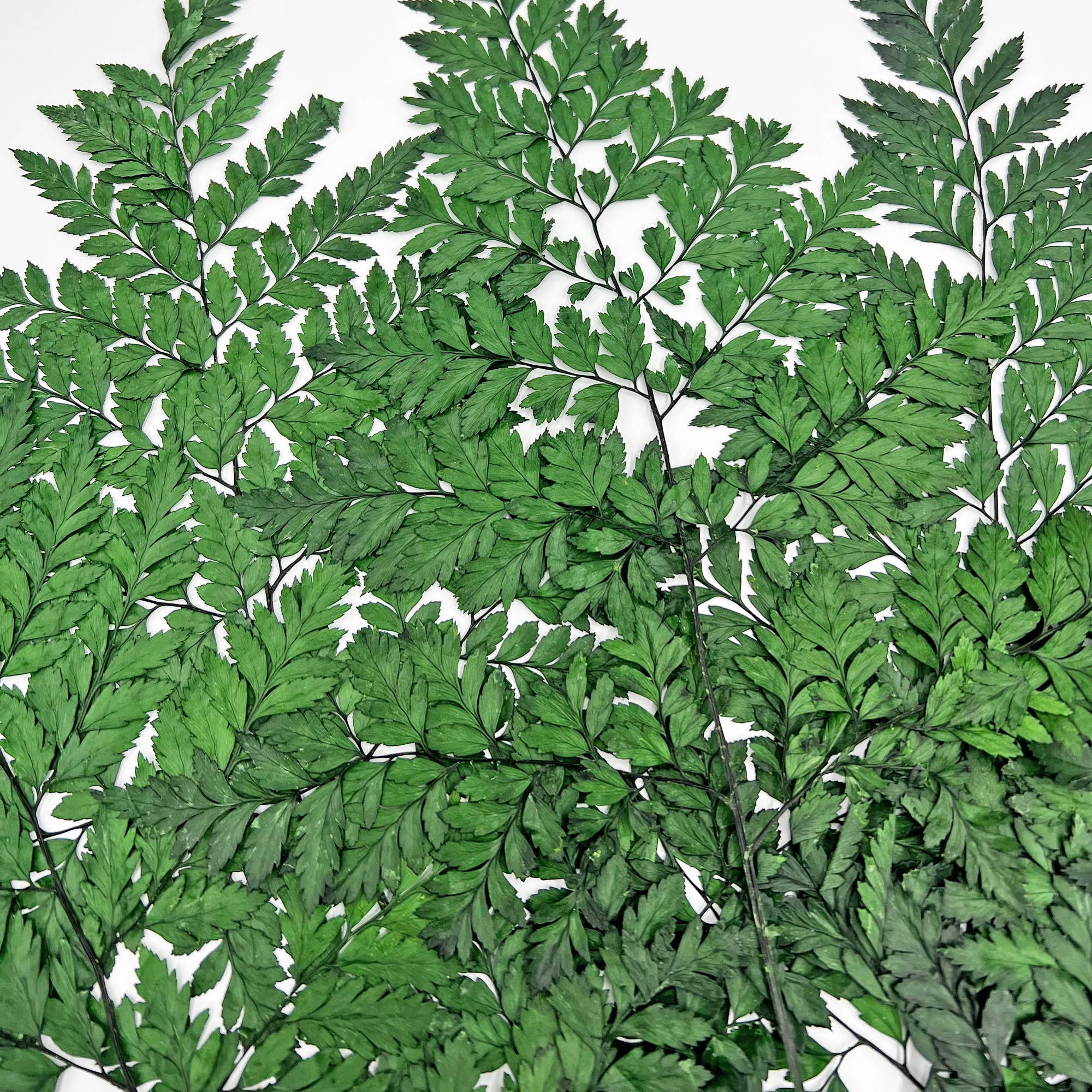 2626 Designs - Vente Fleur séchée/pressée - Fougère Davallia Mariesii séchée et préservée32