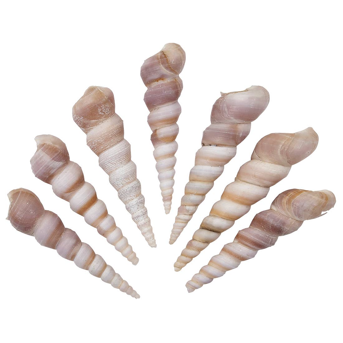 HS Seashells - Wholesale Decorative Tabletop Object - Turret Terebra Polished 3-4" Kilo (appx 90 pcs)0