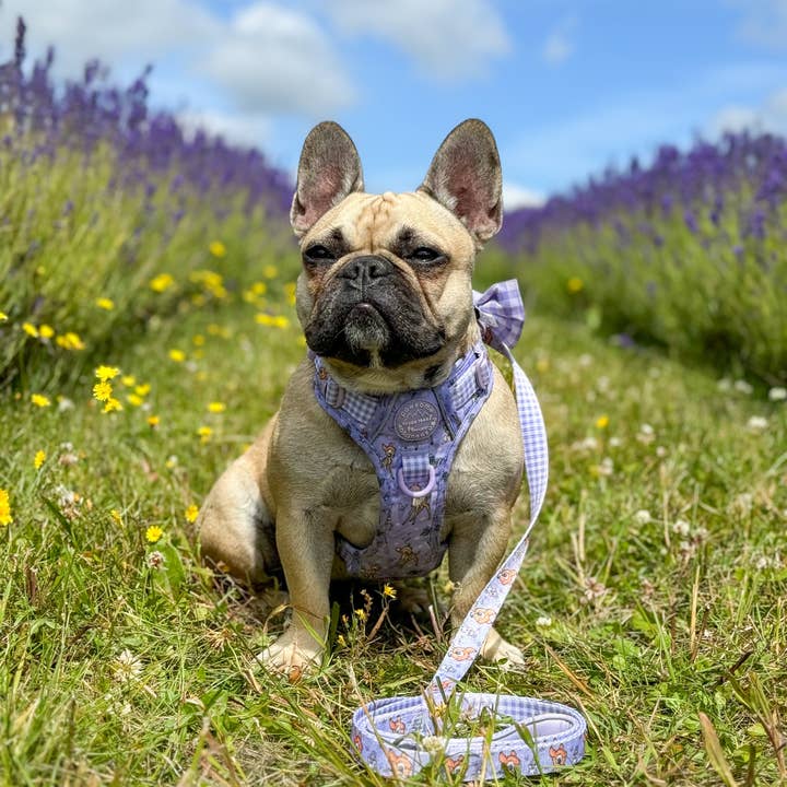 Pawsome Paws - Wholesale Pet Leash - Dog - Disney© Lead - Bambi + Friends Lilac