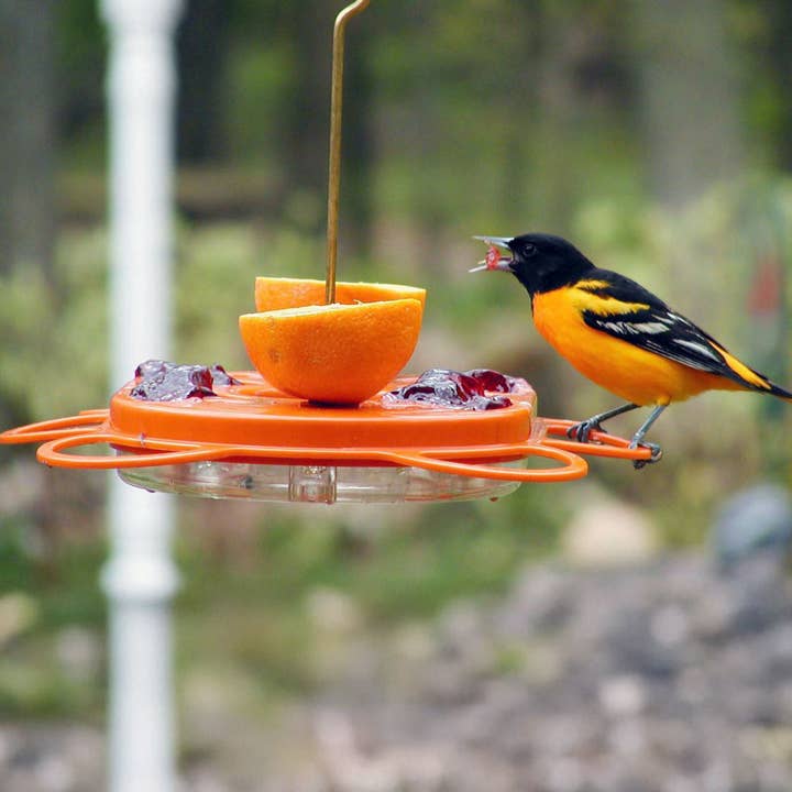 Oriolefest Oriole Bird Feeder for Oranges Jelly and 12 oz Nectar for wholesale by Birds Choice