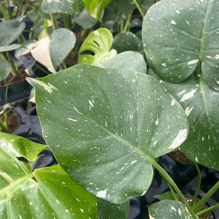 Thorsen's Greenhouse - Wholesale Live Plant - Thai Constellation Monstera - 4" Live Plant - Rare4