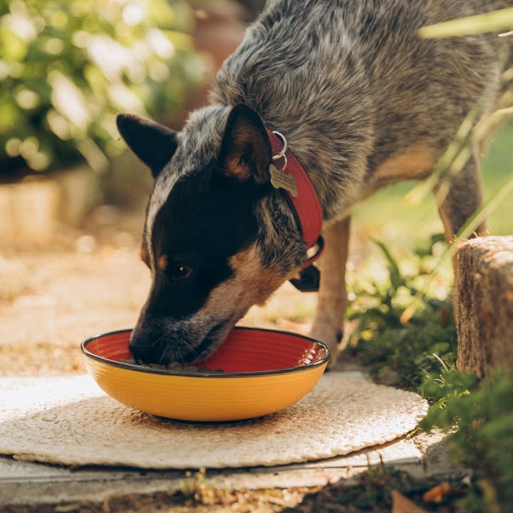 Perla PetFood - Wholesale Pet Treats - Dog - Adult sensitive dog kibble - Grass-fed lamb4