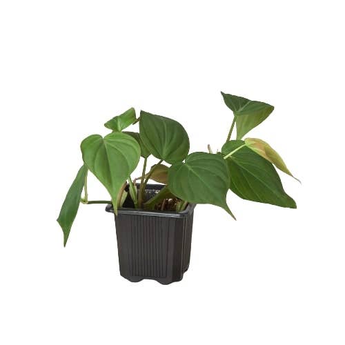 Philodendron 'Velvet' voor wholesale door Rooted Treasures Farms