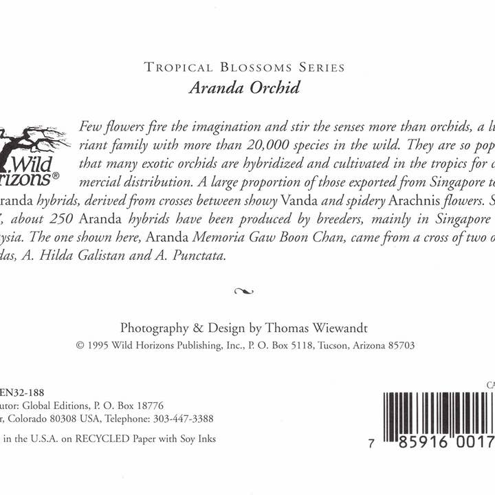 Wild Horizons Productions - Wholesale Stationery/Notecard Set - Notecard +Envelope: Tropical Flowers, Aranda Orchid1