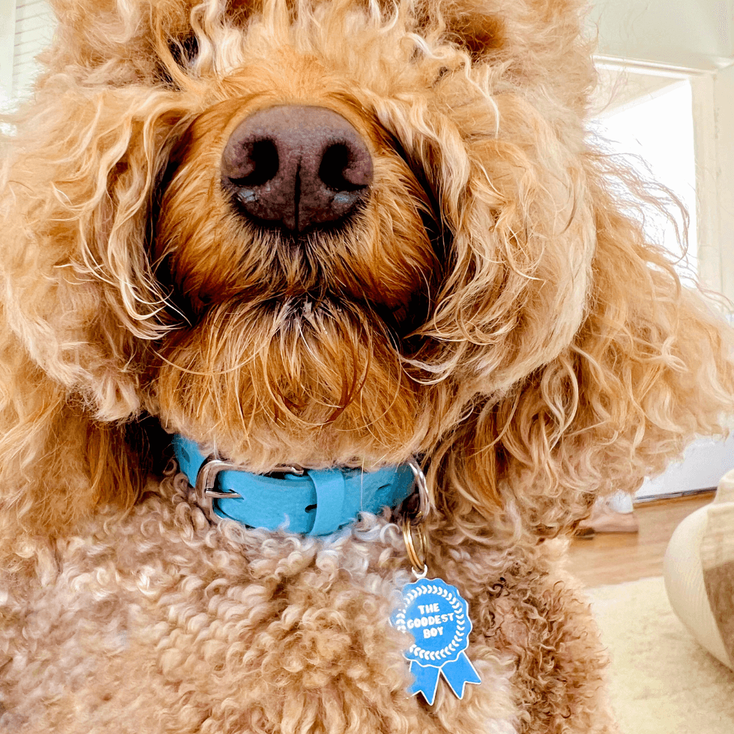 Barkada – wholesale Pet identification tag – Cat/dog – Goodest Girl/Boy Pet ID Tag5