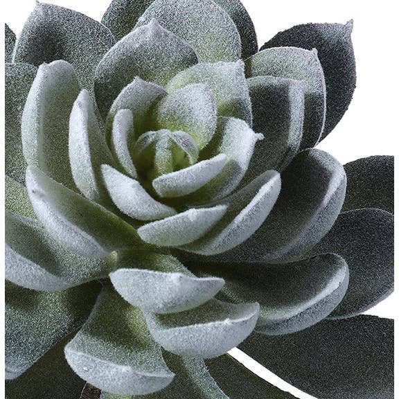 Will's Company - Wholesale Succulent - Triple Spoon Succulent Plant - 2 color options2
