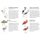 Chronicle Books - Wholesale Card Game - Match a Baby Bird4