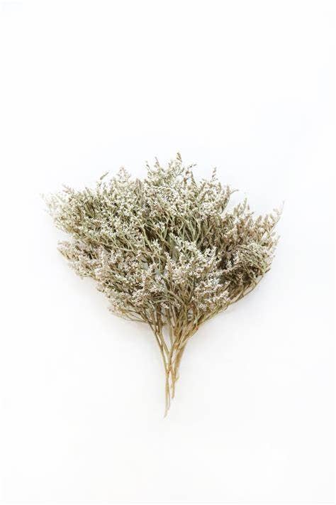 Dried Decor - Wholesale Dried/Pressed Flowers - Bulk German Statice | White0