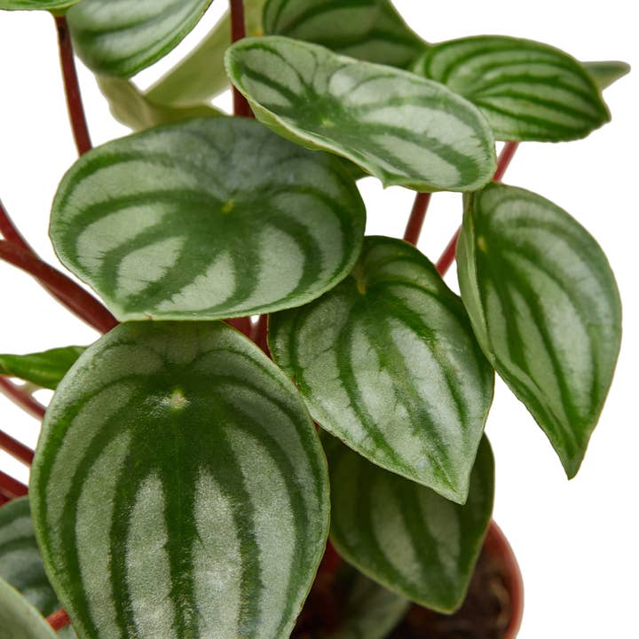 PEPEROMIA WATERMELON 4-inch for wholesale by House Plant Wholesale