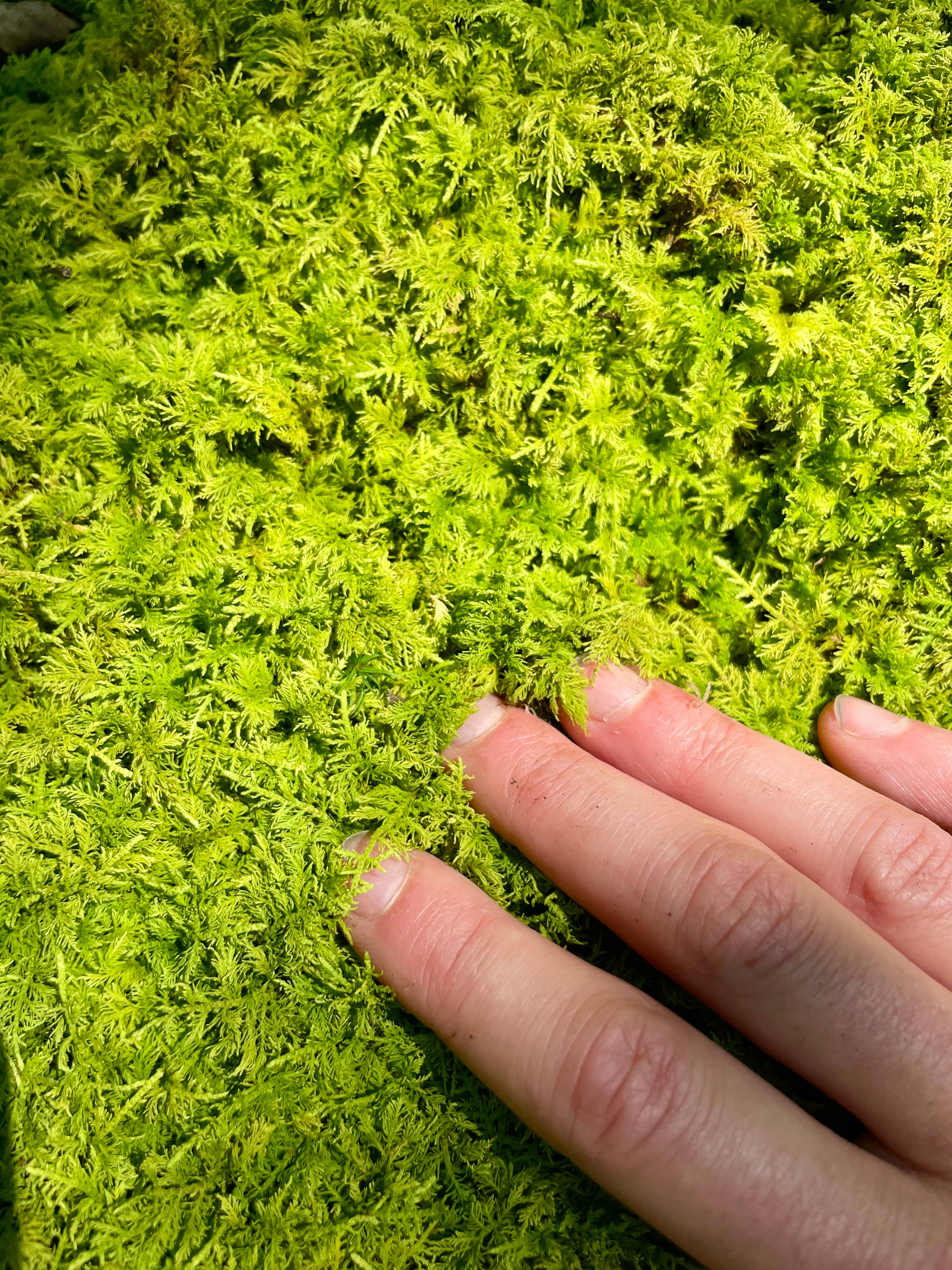 Moss & Stone Gardens – Großhandel Pflanzen – Lebendes Farnmoos (1-1000 sq ft) – Thuidium delicatulum1