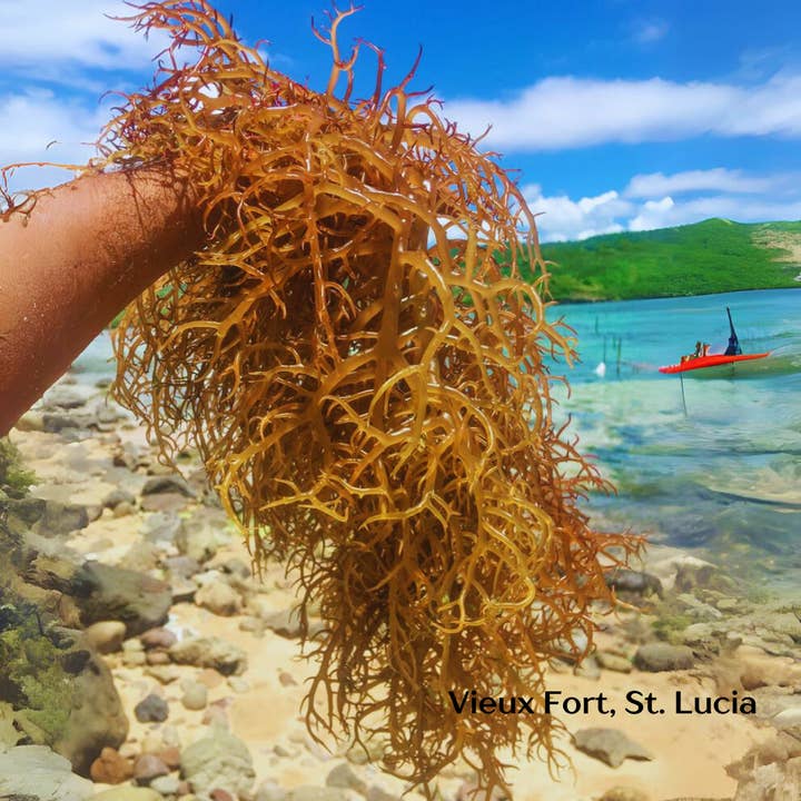 Atlantic Gold Sea Moss - Wholesale Oral Supplement/Vitamin - Gold Sea Moss|Lab-Tested|Sun-dried|Wild-harvested