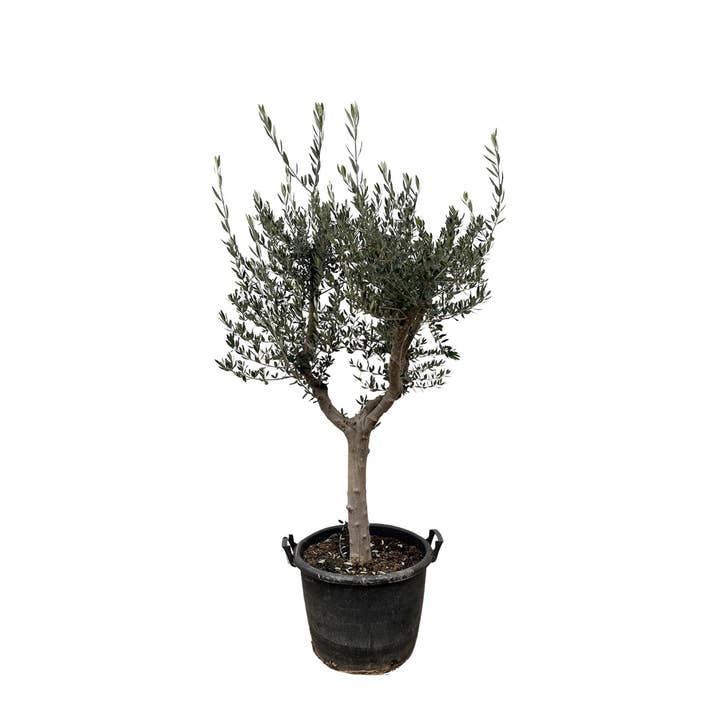 Olijfboom – Olea europaea 'Cultivo' – ca. 220 cm hoog – Ø40 cm – mediterrane grote boom – voor tuin, terras & wintertuin voor wholesale door Oasis of Life