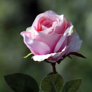 Mezu Silk Flowers – wholesale Konstgjorda blommor – Konstgjord blekrosa stor rosenknopp0