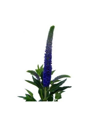 Florasource - Wholesale Fresh Cut Flowers - Veronica 60 stems1