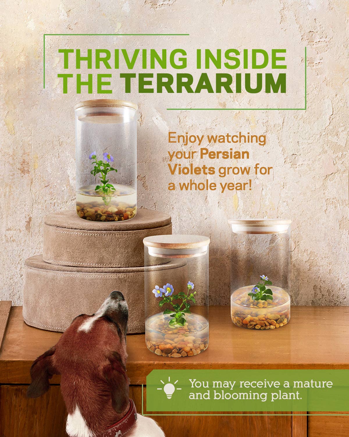 bloomify – Großhandel Pflanzen – Persisches Veilchen (Exacum Affine), seltenes violettes Blumenterrarium, Jubiläumsgeschenk7