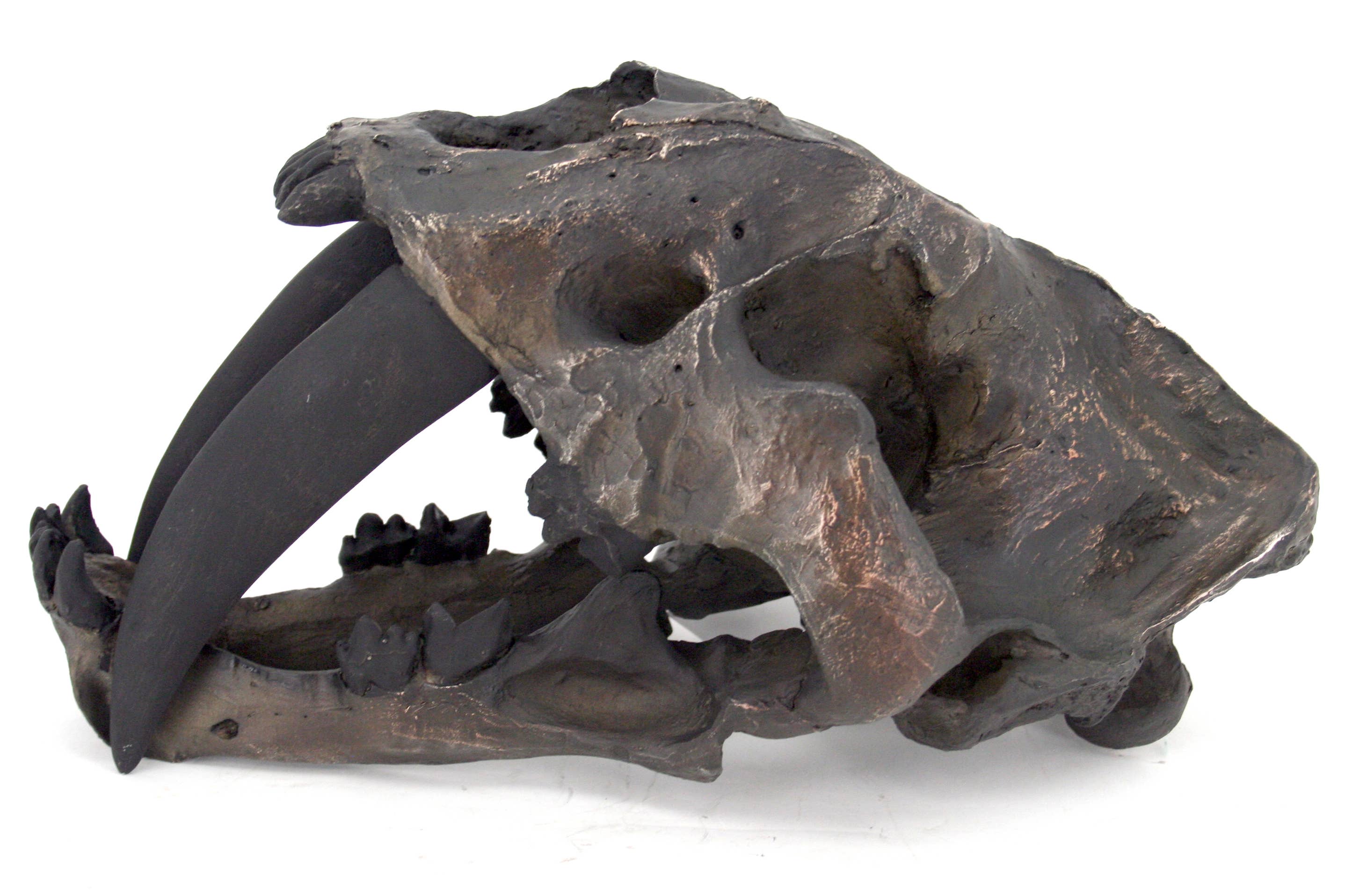 Modern World by Contrast Inc. - Wholesale Decorative Figurine - Faux Sabertooth Tiger Skull1