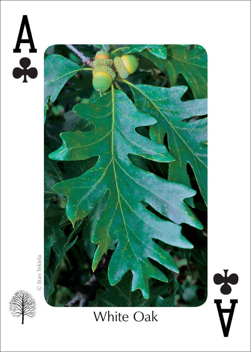 AdventureKEEN - Wholesale Playing Cards - Trees of Northeast Playing Cards1