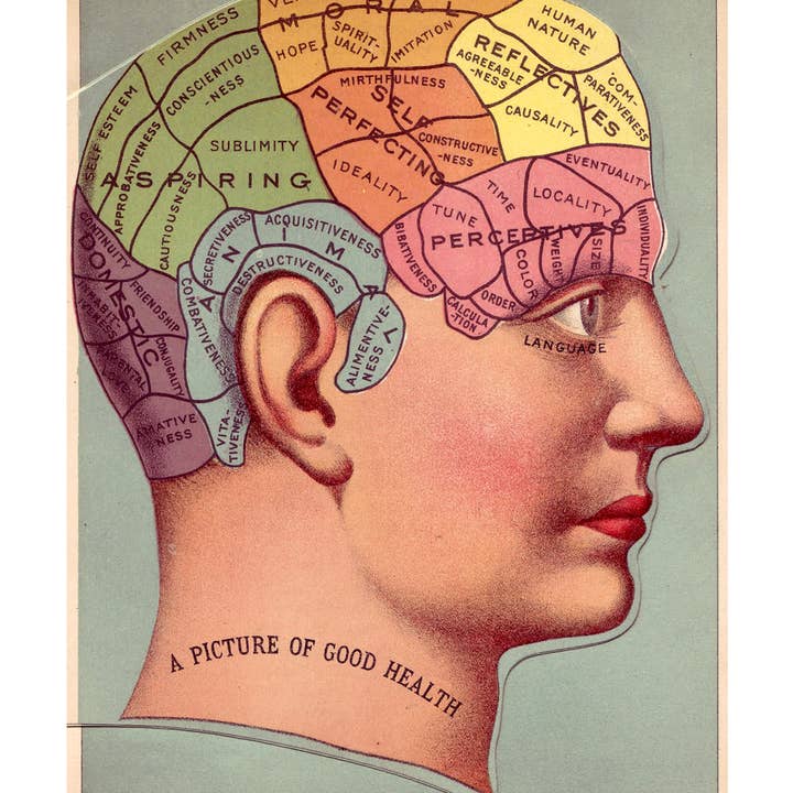 Barbara Decor - Wholesale Poster - 16x24" Poster, Vintage Phrenology Poster Print, Brain Art