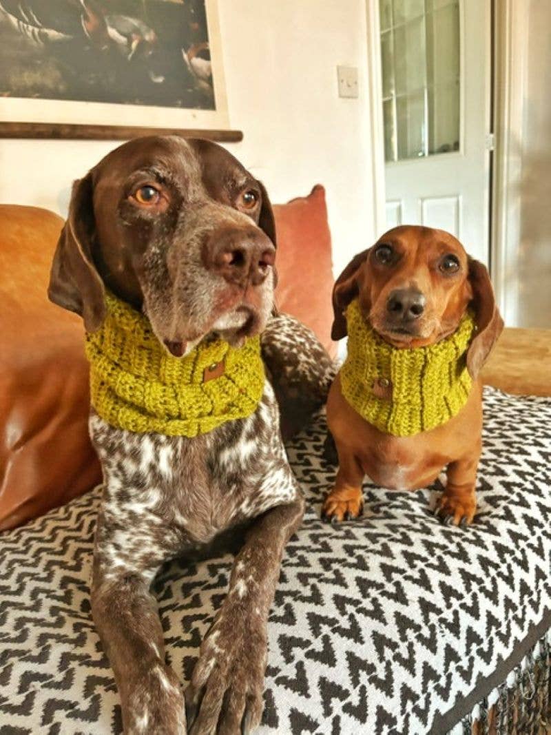 Pet Pooch Boutique - Wholesale Pet snood – Dog - Maple Cookie Roll Top Dog Knitted Snood- UK made/autumn4