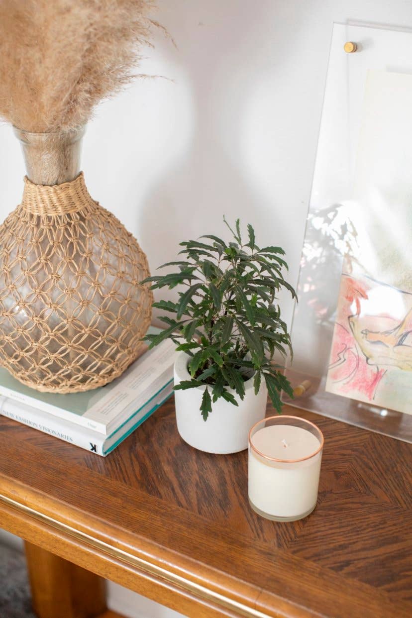 MacBailey Candle Company - Wholesale Jar/Filled Candle - The Archive - Cabin Green Soy Wax Jar Candle3