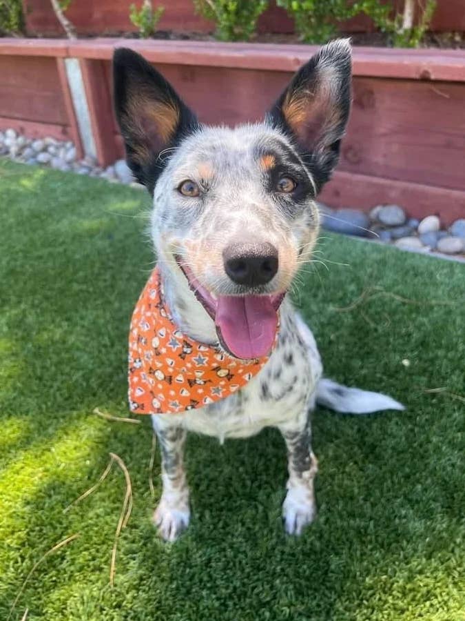 Halloween-Bandanas für den Großhandel von E by Elfie