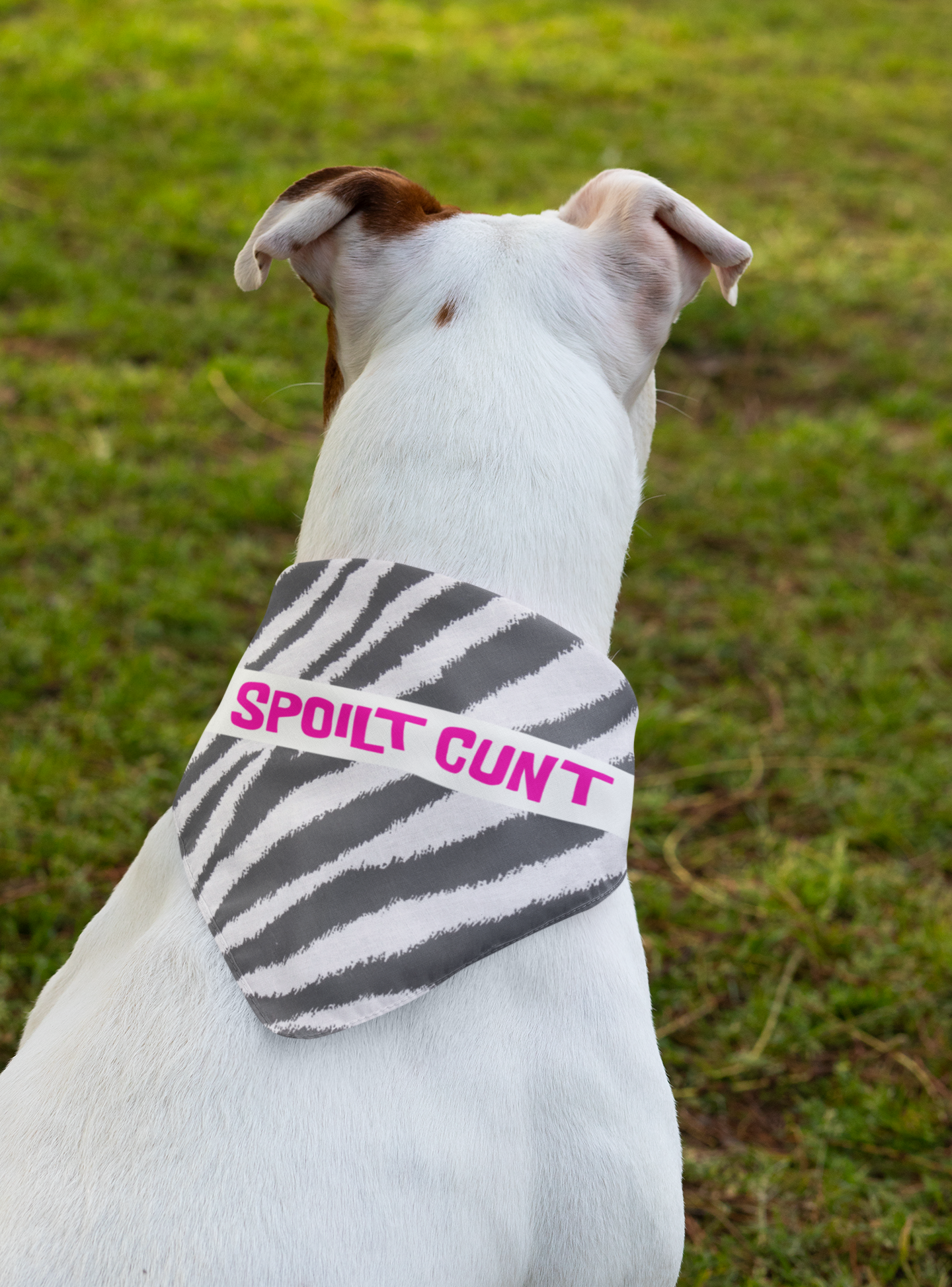 Flaming Profanities - Wholesale Pet bandana – Dog - Funny Dog Bandana with Collar (Spoilt C*nt)0