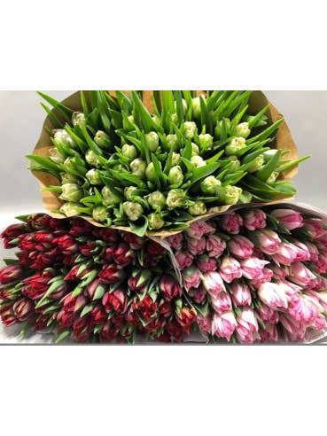 Premium Holland Tulips Mothers Day MIX Double Bloom 150 stems for wholesale by Florasource