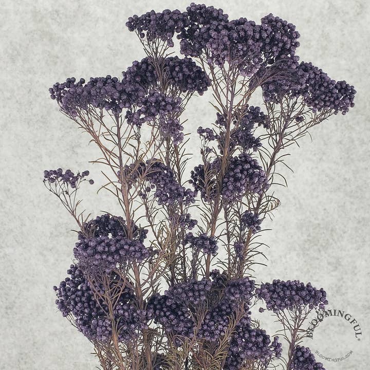 Preserved Rice Flower - Amethyst (111) for wholesale by BLOOMINGFUL.COM