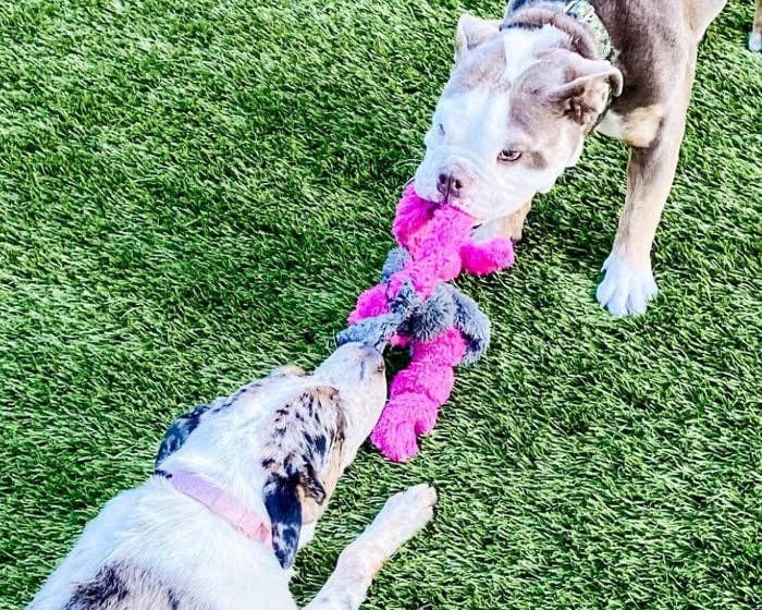 Cycle Dog – wholesale Mjukisdjur - Hund – Cycle Dog Duraplush stretch- och dragleksak för hundar3