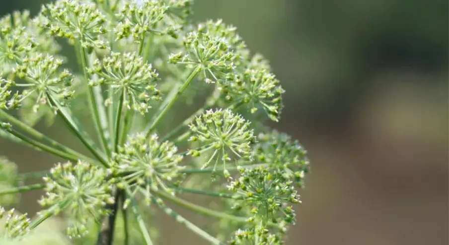 Daydream Organics | Prairie Doctor Brand - Wholesale Tincture - Dong Quai Herbal Tincture0