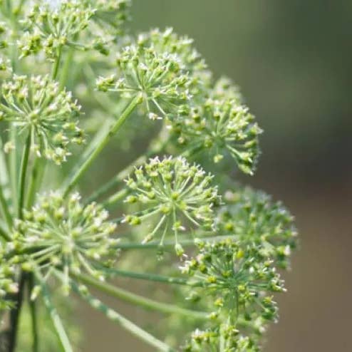 Daydream Organics | Prairie Doctor Brand - Vente Teinture - Teinture aux herbes Dong Quai