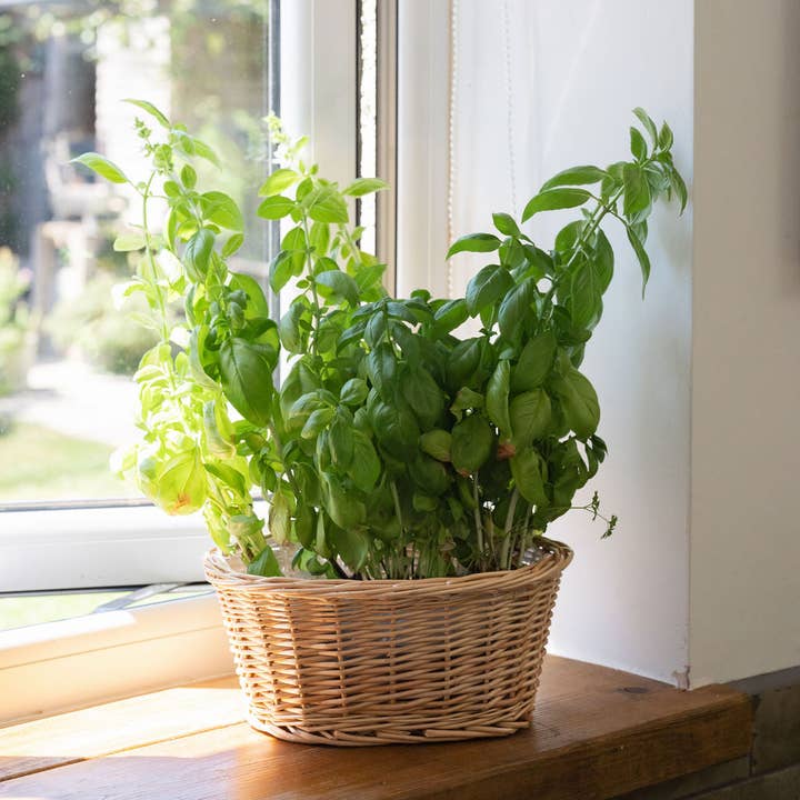 Natural Oval Wicker Tabletop Planter for wholesale by Arthur Cameron