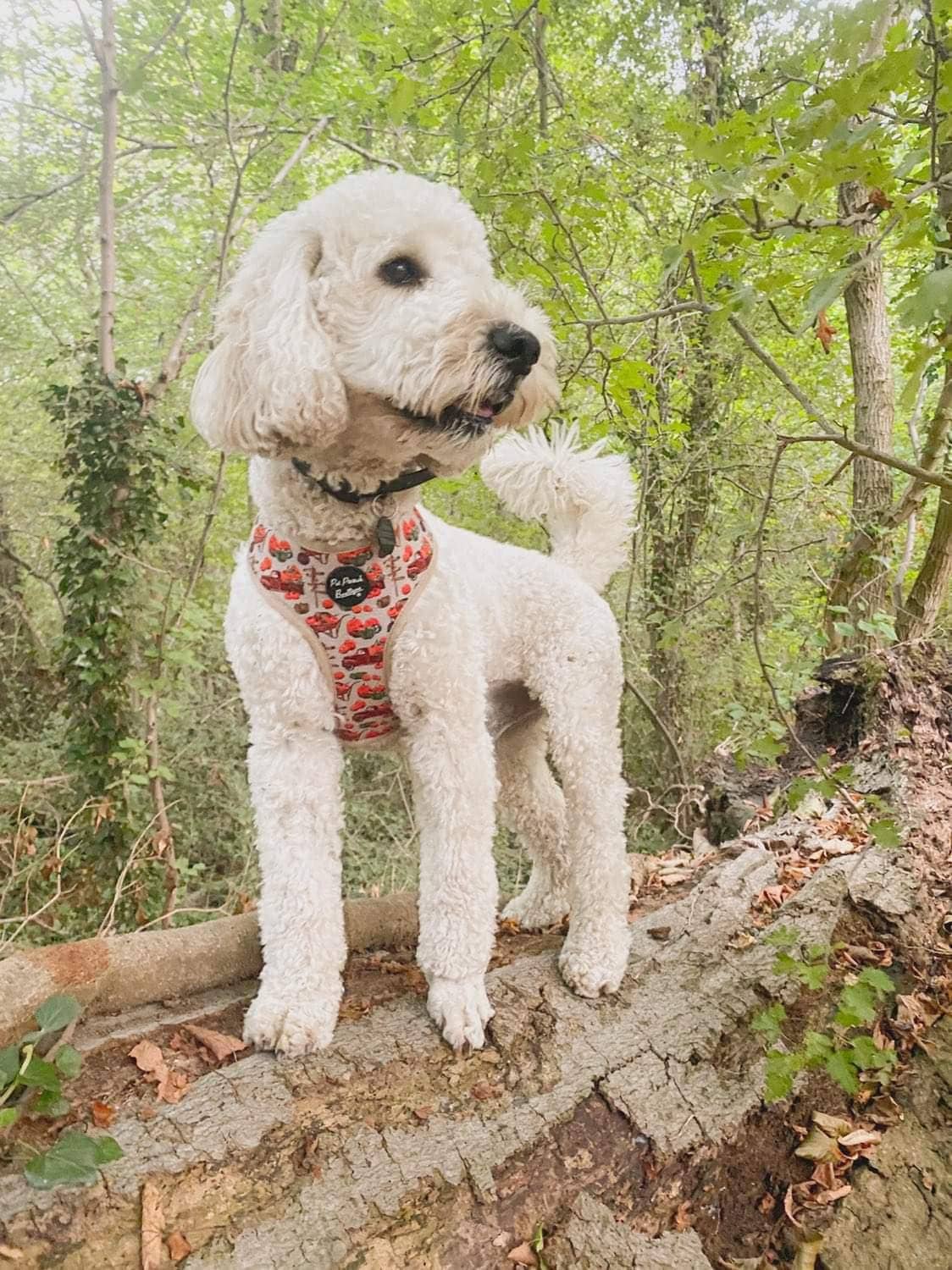 Pet Pooch Boutique - Wholesale Pet Harness - Dog - Pumpkin Patch Cart Puppy Dog Harness - XS - L (autumn/fall)8