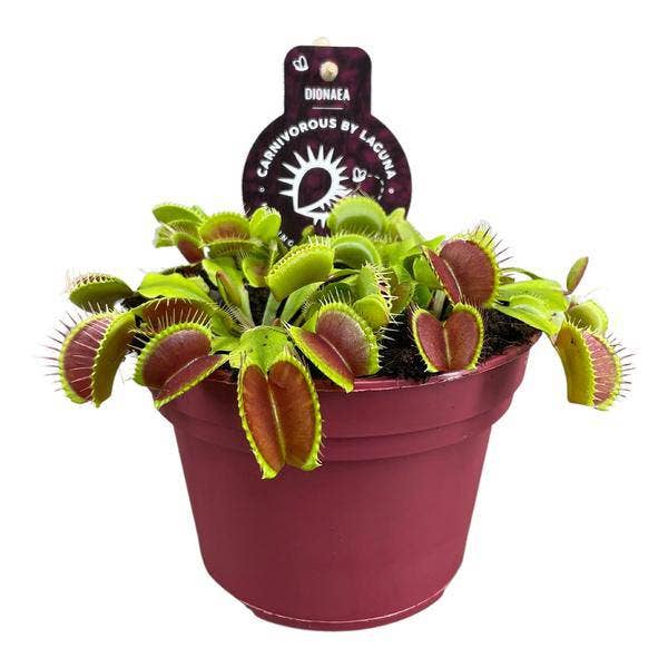 Oasis of Life - Vente Plante - Dionée attrape-mouche – Dionaea Muscipula – Plante carnivore – Ø12cm – ↕12cm – Plante d'intérieur exotique avec feuilles pièges – Facile d'entretien & fascinante0