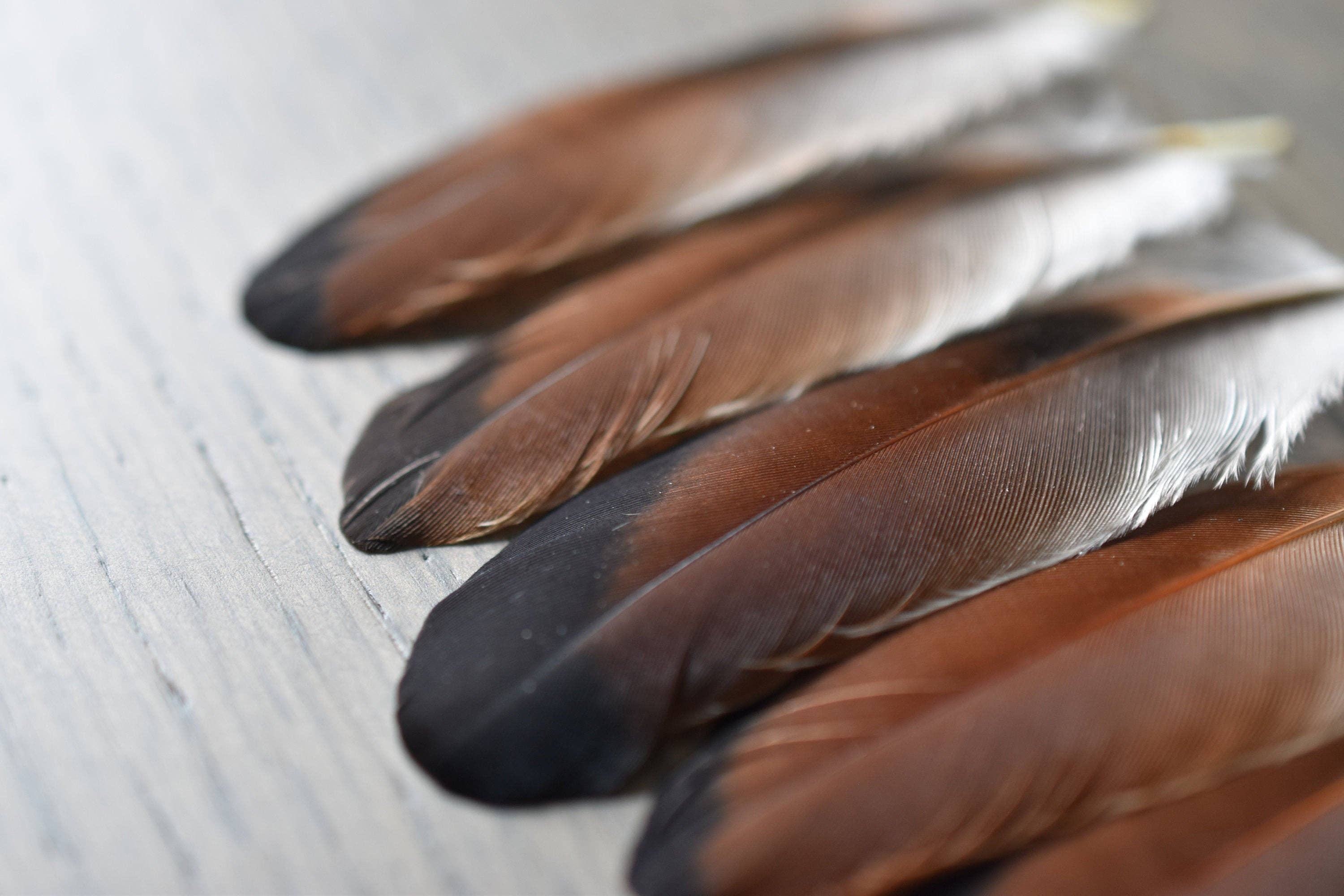 Plumes Naturelles – wholesale Craft supplies – Jay feathers7