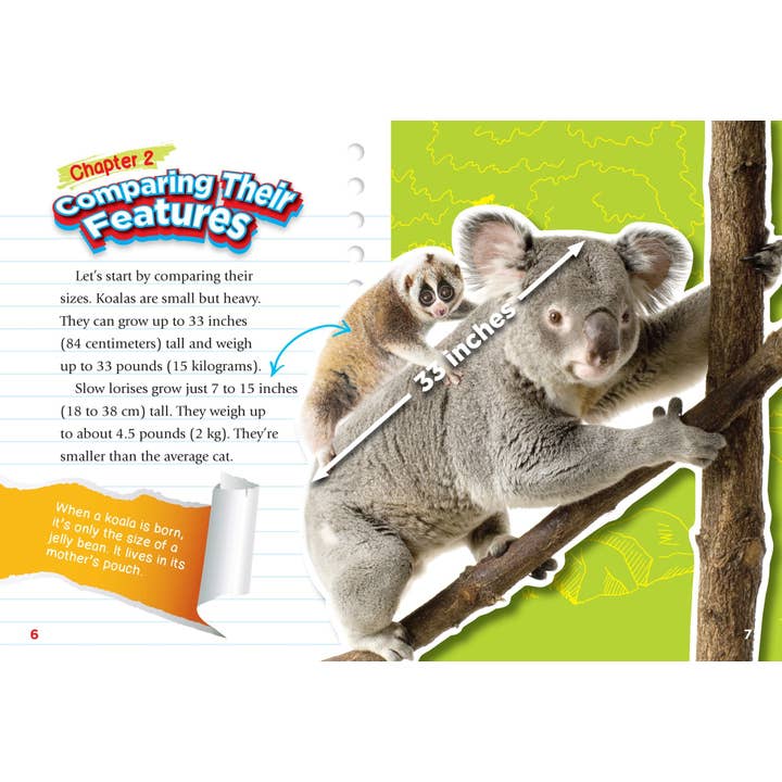 Black Rabbit Books - Wholesale Early Reader Book (6-8) - Versus!: Slow Loris vs. Koala1