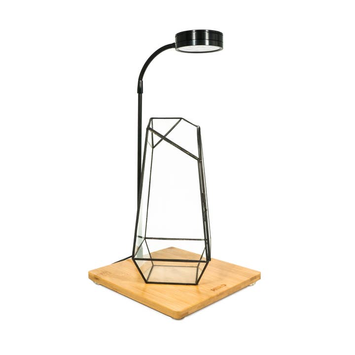 HIRO AQUATICS – Engroshandel Plantekrukke – Indendørs Plante Geometrisk Glas Fartøj Container