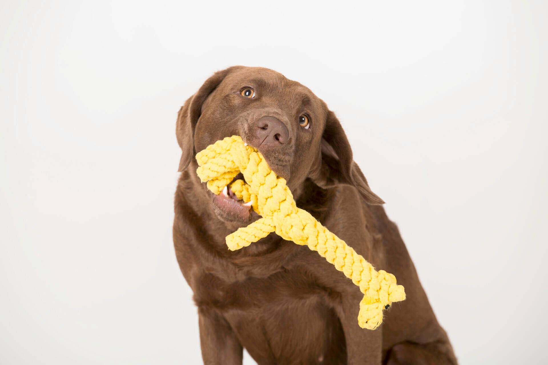 LABONI - Volentis GmbH - Wholesale Pet Rope Toy - Dog - Greta giraffe3