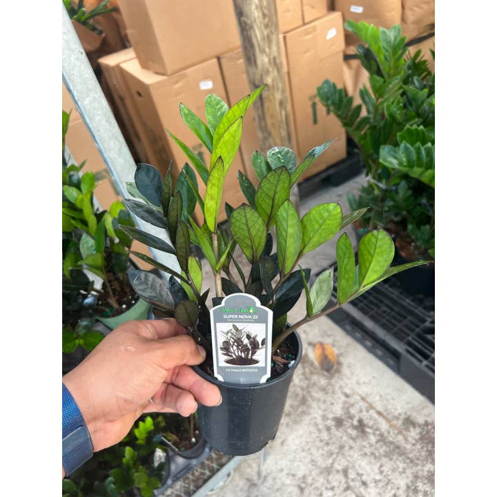 Triad Plants - Wholesale Live Plant - 5" Zamio Zamioculcas Z Z Black Raven