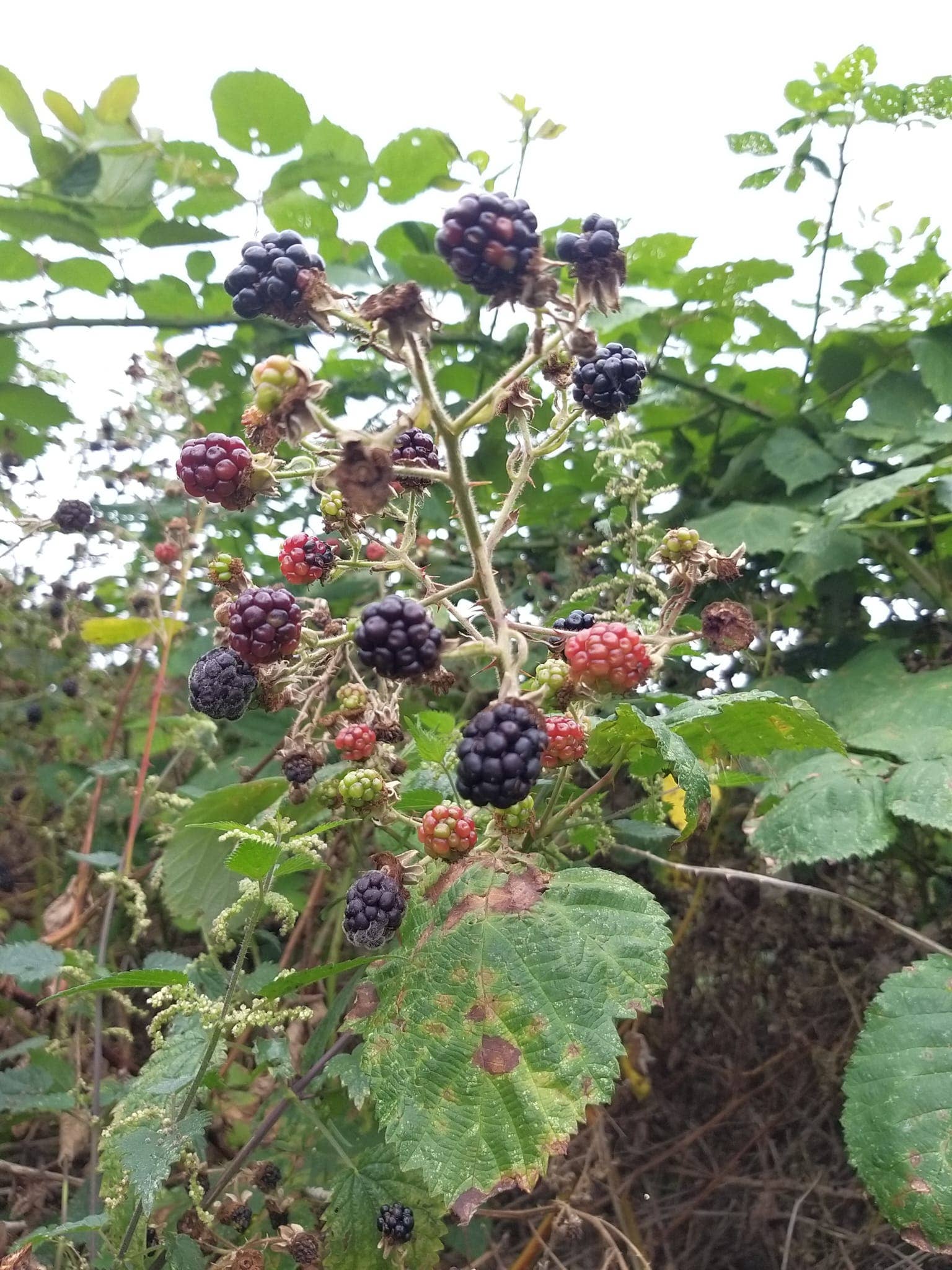 Fruits of the Forage - Wholesale Jam/Jelly - Hedgerow Harvest Jam2