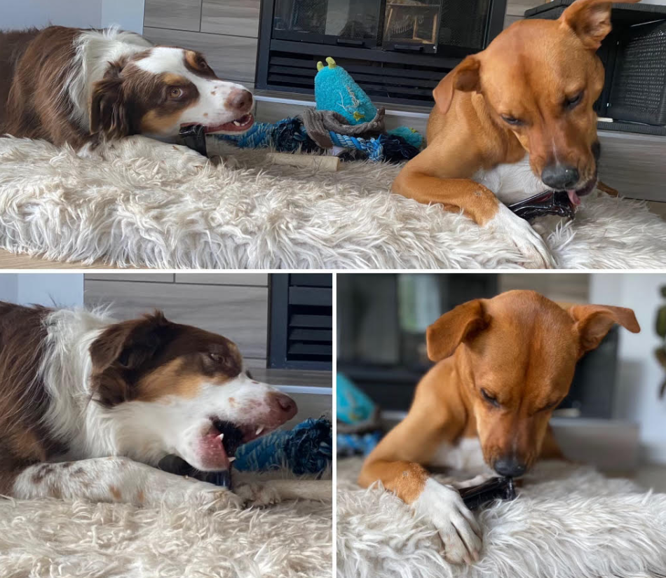 Wag & Bright Supply Co. - Vente Os à mâcher – chien - Mighty Marrows Collagen Dental Chew - Bœuf Spiruline - SM/LG18