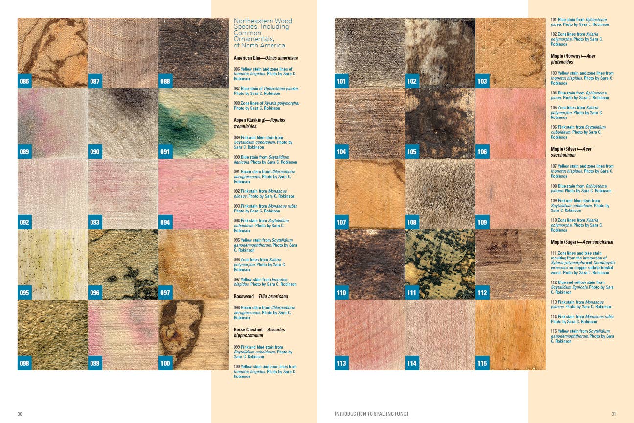 Schiffer Publishing - Wholesale Crafts, Hobbies & DIY - Spalted Wood5