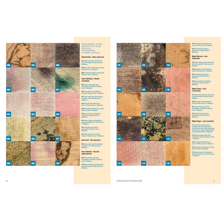 Schiffer Publishing - Wholesale Crafts, Hobbies & DIY - Spalted Wood5