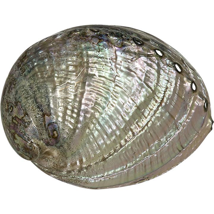 Green Abalone Polished 6-7" for wholesale by HS Seashells