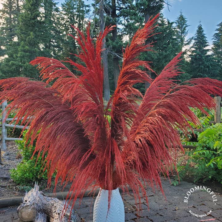 BLOOMINGFUL.COM - Wholesale Dried/Pressed Flowers - No-Shed Silky Large Pampas (3-4ft) - Deep Rust Red (706)1