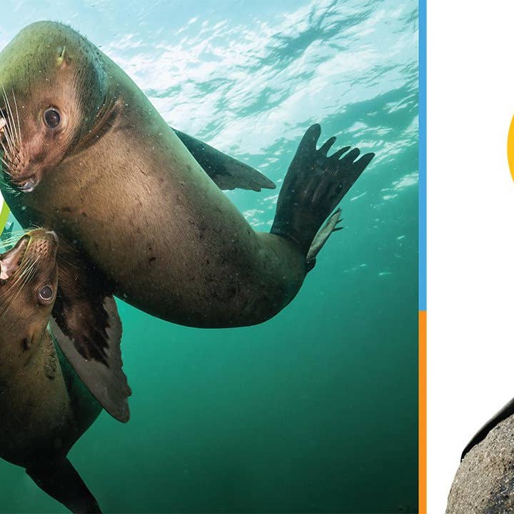 The Creative Company - Wholesale Preschool Book (3-5) - El principio de los: leones marinos bebés1