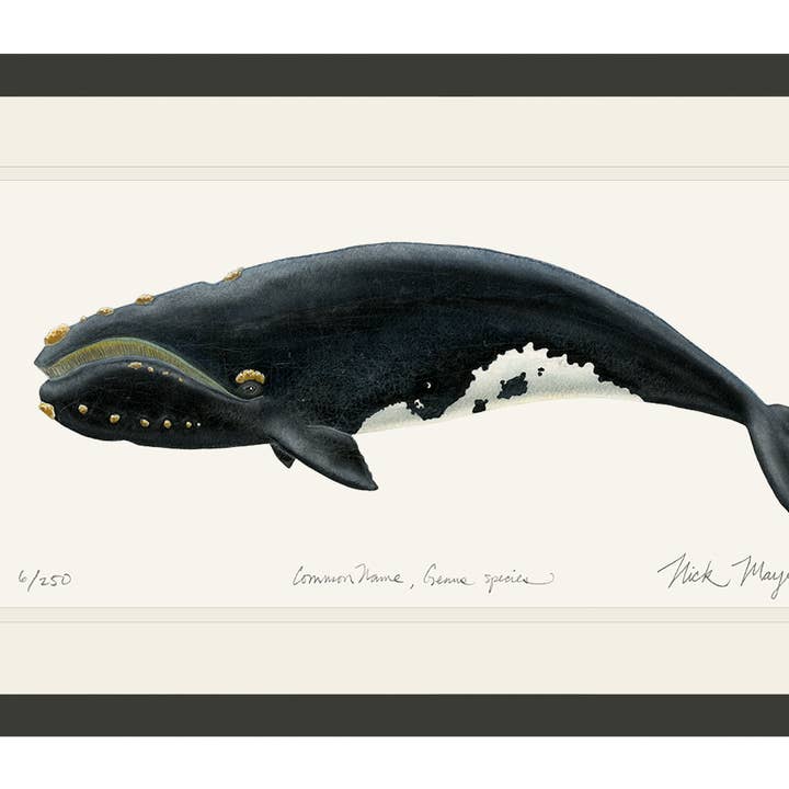 Stampa in Edizione Limitata di Balena Franca per la vendita all'ingrosso da parte di Nick Mayer Art