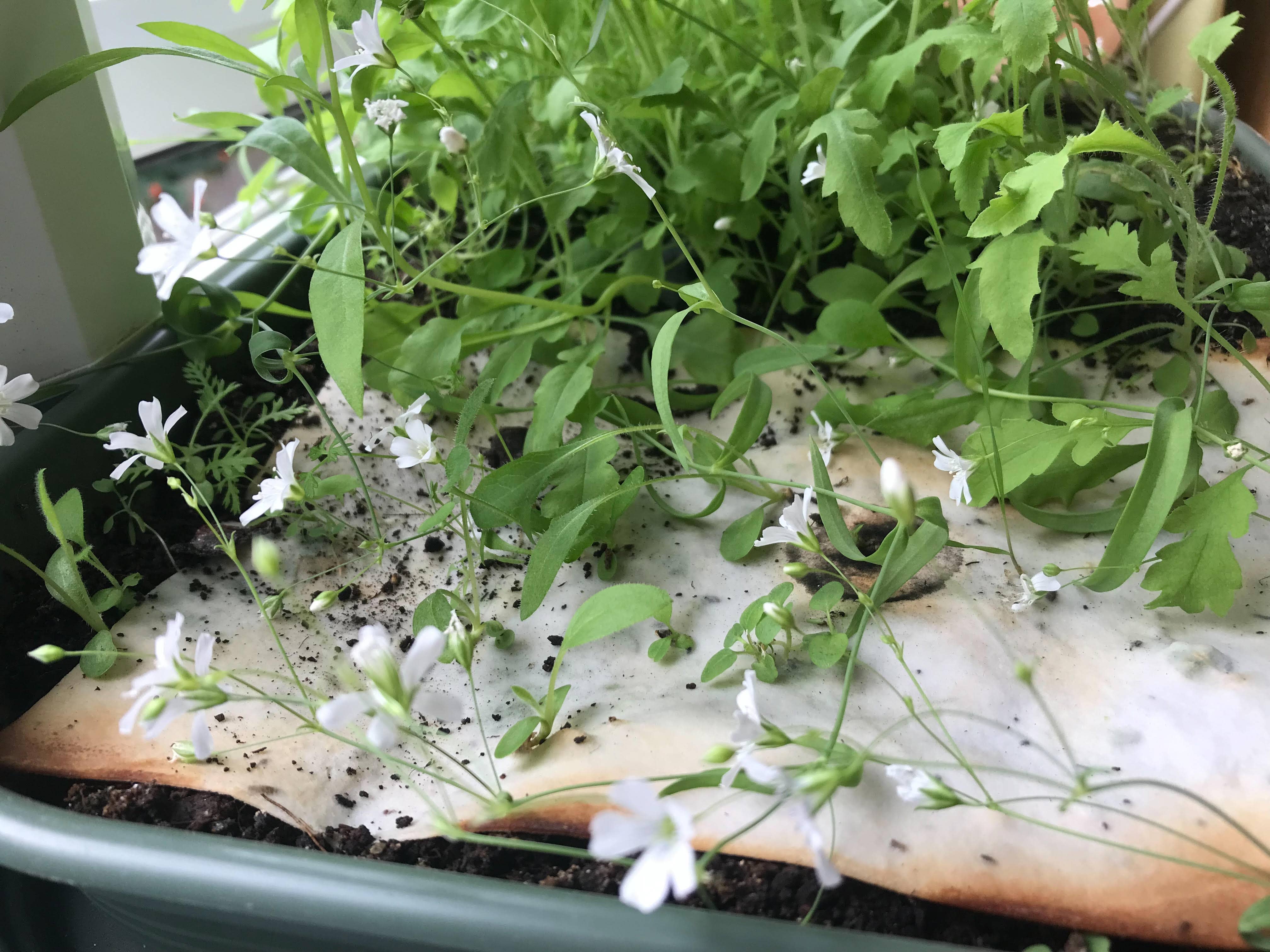 Erika's Whimsical Art – wholesale Love card – Plantable  Seed Paper Floral Heart Card13